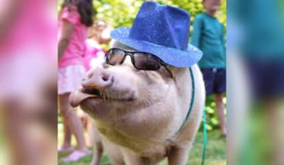 Connecticut's Gilbert The Party Pig Will Make Your Next Event Worth Every Penny