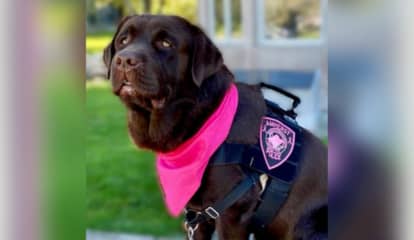 Police In Western Mass Mourn Loss Of Comfort Dog Winston Before His Second Birthday