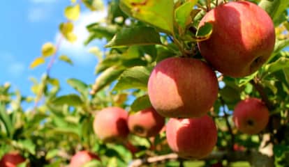 Massachusetts Has One Of Best Places To Go Apple Picking Nationwide: Report
