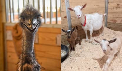 More Than 100 Goats And Jerry The Emu Need 'Special' New Homes, MSPCA Says
