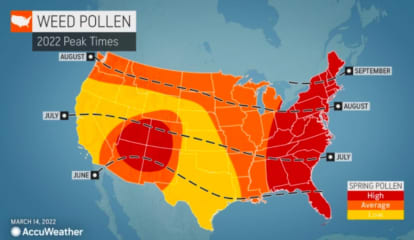Domination Of This Pollen Type Will Make End Of Allergy Season Particularly Bad: Forecasters