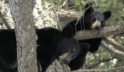 Cubs Rescued, Rehabbing After Mother Bear Shot, Killed In Fairfield County