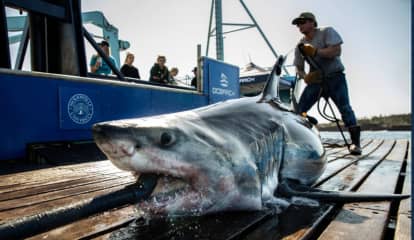 715 Pound Shark Pinged Off NJ Coast