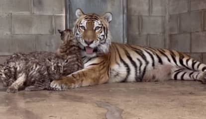 Five New Tiger Cubs Born At Six Flags Wild Safari