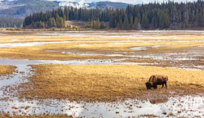 Pennsylvania Woman Gored By Bison At Yellowstone National Park