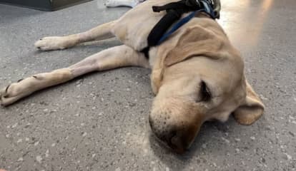 Guide Dog, Fighting For Life, Travels To NY For Treatment