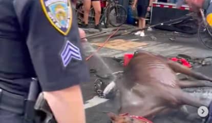 Exhausted Horse Collapses As Driver Slaps Him Leaving NYC Onlookers Horrified: Reports