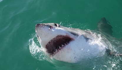 Shark Watch: Here's How To Stay Safe Amid New Reports Of Sightings