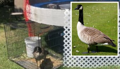 Silly Goose: NY Woman Ticketed After Illegal 'Pet' Bird Found Caged