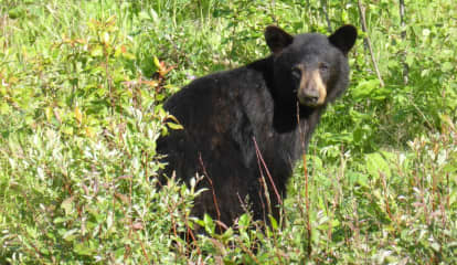 Police Warn Of Black Bear Spotted At Cemetery In Capital District