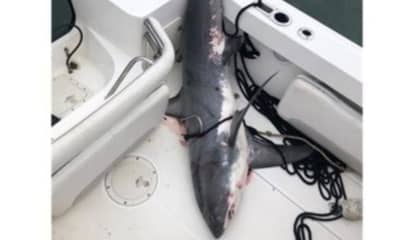 NY Shark Incident Being Investigated For Possible Federal Violations