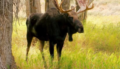 Moose On Loose In Region