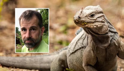 Jersey Shore Man Who Labeled Shipment Of Iguanas As Toys Sentenced To Home Confinement