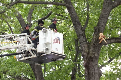 Paramus Firefighters To The Rescue, But It Wasn't A Cat Caught In A Tree This Time