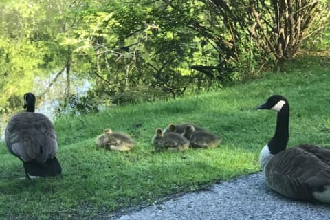 Dozens Of Geese Gassed To 'Control' Growing Population In Jersey Shore Town