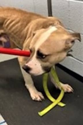 Westchester Woman Accused Of Abusing, Neglecting, Starving Dog, SPCA Says