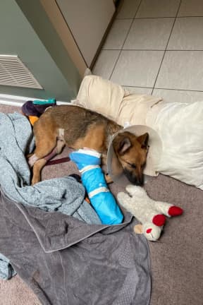 NJ Puppy, Owner's Aircraft Mechanic Roommate Recover After Brutal Attack