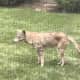 Another coyote was spotted making the rounds in New Rochelle.