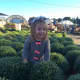 Charlotte, 2, plays in the shrubs at Secor Farms.