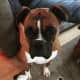 Nemo, 2-year-old Boxer, male. Good with kids. Currently in Emerson. info@adoptaboxerrescue.com