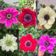 Anemones at Stone Gardens Cut Flowers in Shelton.