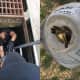 Norwalk firefighters plunge into the sewer drain to bring 11 ducklings to safety.