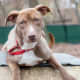 Mindy is available for adoption at the SPCA of Westchester.