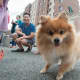 A Pomeranian is ready for his close-up at Woofstock.