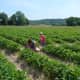 Guests enjoy sweeping vistas while strawberry picking at Jones Family Farms in Shelton.