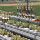 Trophies and awards from the HHLL annual picnic