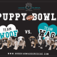 Puppy Bowl (Holly was the ref): Hero, Hunter, Harper, Hawke, Hadley, Hudson, Honor & Hannah.