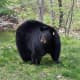 Investigation Underway After Off-Duty Cop Kills Beloved Bear In Fairfield County