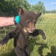 This bear cub was recused by police in Warwick.