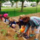 Students complete the planting during the fall cleanup at Lordship Elementary School. 