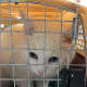 Diamond, an abandoned cat, is looking for a forever home in Westchester.
