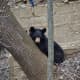 A black bear nicknamed 'Dan Berry' made himself at home behind the Danbury Fire Department.