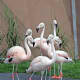 Flamingos will be on exhibit this summer at the Maritime Aquarium, starting this Saturday.