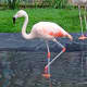 A flamingo dips its foot into the water in the courtyard at the Maritime Aquarium in Norwalk.