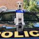 Police Department In Westchester County Welcomes Future Service Dog