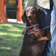 Coco the dachsund is a Pet ResQ pup.