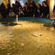 After checking out the Chocolate Expo, aquarium-goers can check out the sting ray touch tank.