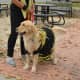The Newtown-Strong Therapy Dogs — including this one dressed as a bee — are a popular sight at the sixth annual Passport to Sandy Hook event held by the Sandy Hook Organization for Prosperity.