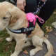 A Newtown-Strong Therapy Dog in training takes in the action at the Passport to Sandy Hook event.