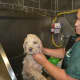 Ingrid Ramalho bathing one of the pups