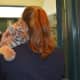 An Amur tiger prepares to meet the press at Beardsley Zoo Thursday.