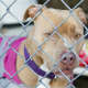 One of many dogs available for adoption at the Putnam Humane Society.