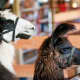 These two are just checking out the scene Tat Tuesday's Dutchess County Fair.