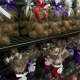 Chocolate bears and more are ready for Valentine's Day.