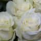 White roses from Rosemary Flower Shop.