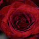 Red roses are still number one for Valentine's Day.